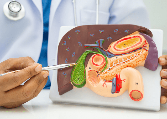 Profissional de saúde aponta modelo anatômico do fígado e vesícula biliar, demonstrando estruturas do sistema digestivo.