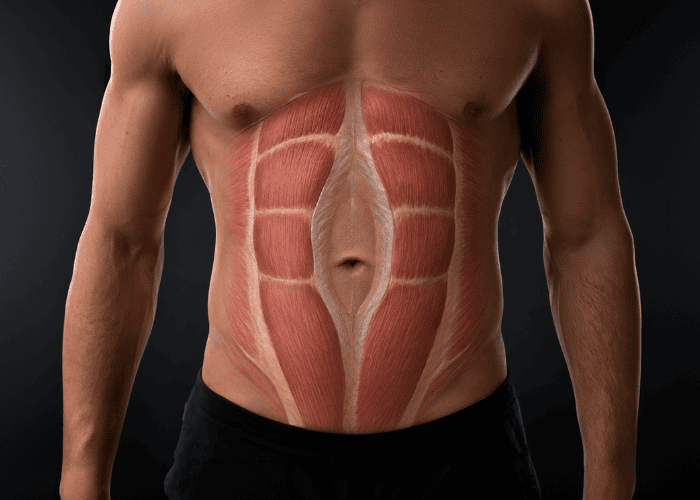 Ilustração do tronco masculino com a musculatura abdominal exposta, destacando os músculos retos abdominais e a linha central do abdômen.